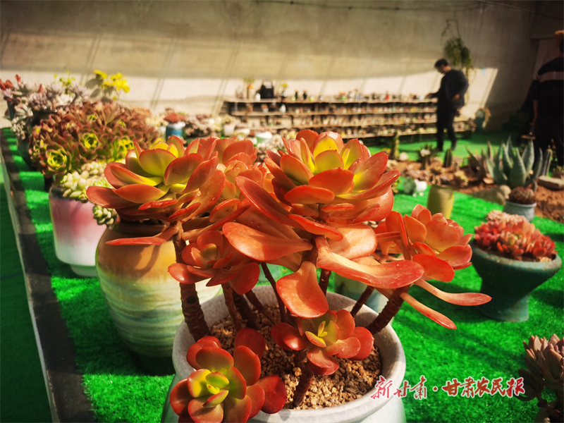 “多肉夫妻”的“花花世界”