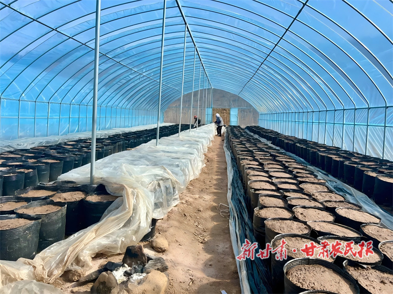 华亭：播下增收种　踏上振兴路