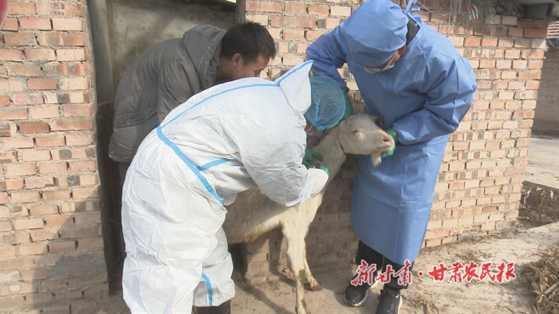 华亭：筑牢春季畜牧防疫“安全网”