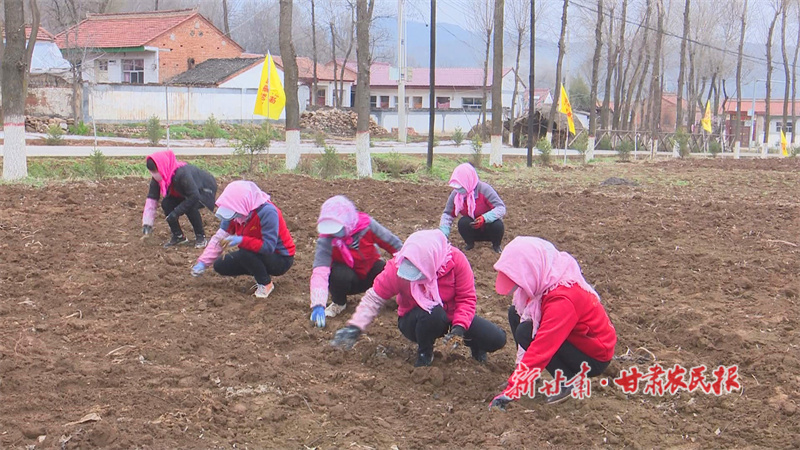 华亭：中药材种植为村集体经济开出“致富良方”