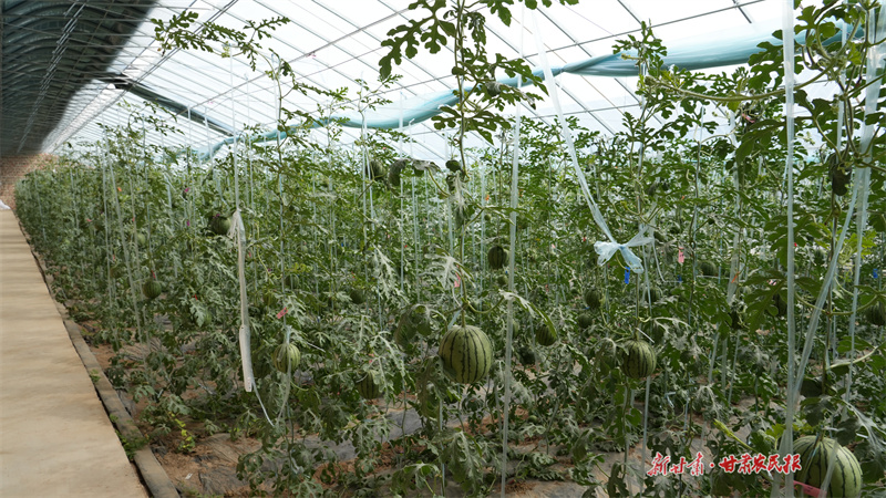 【组图】静宁：良种苗木育新景