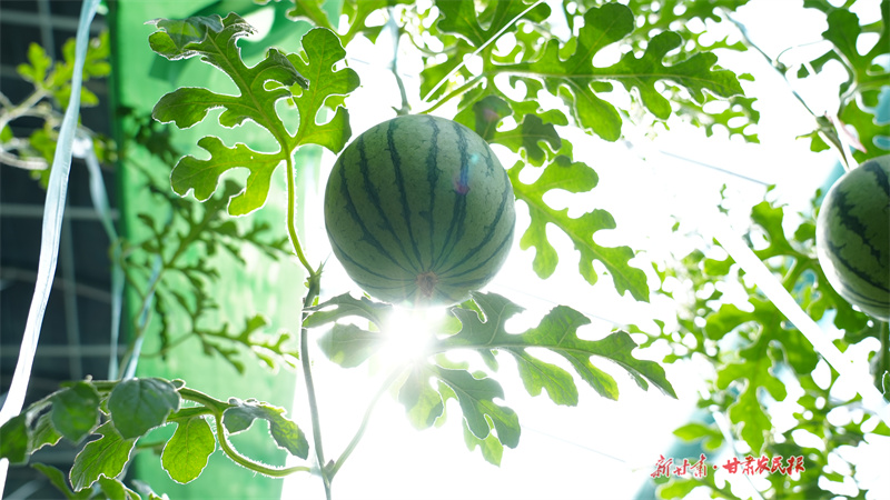 静宁：错季西瓜成市场“抢手货”