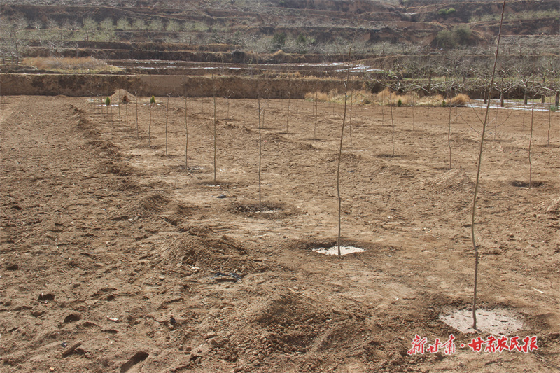 静宁：老果园焕新颜 