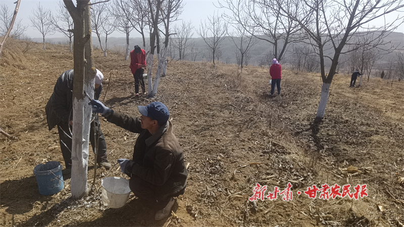 华亭：果园春管忙 丰收有保障