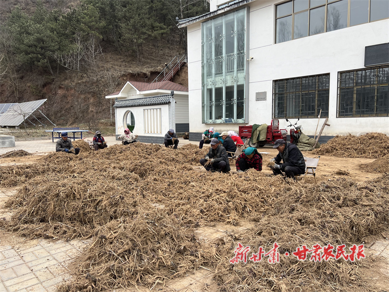 华亭：春苗生金沃野秀 药香蕴富产业兴