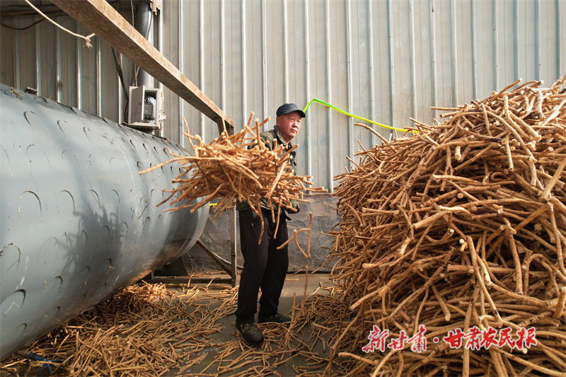 民乐 中药材开出致富&ldquo;良方&rdquo;