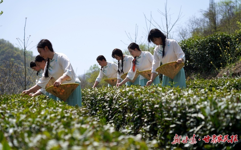 康县两河镇：“一菌一茶”线上招商 跑出乡村振兴“加速度”