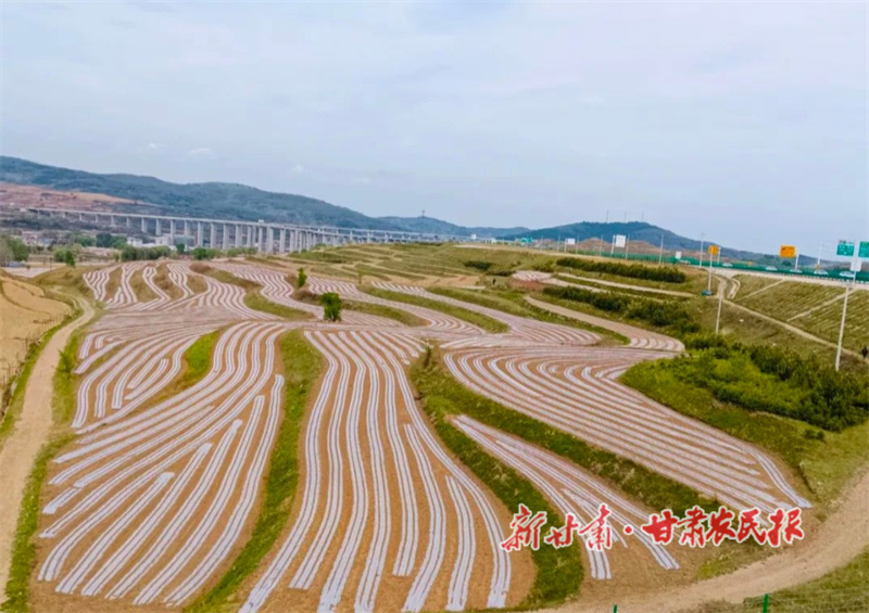 华亭：大地披“银”覆膜正酣