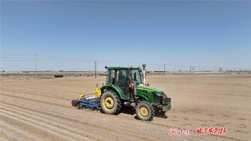 古浪：露地蔬菜定植忙 产业赋能促增收
