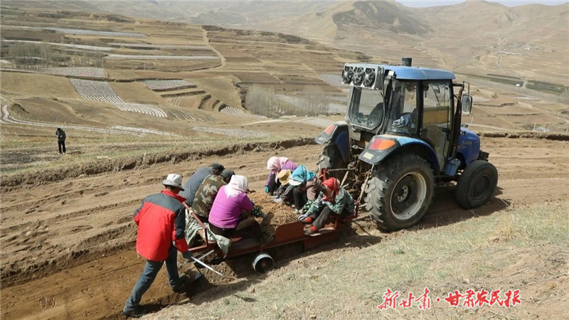 天祝：梯田生&ldquo;金&rdquo;药香浓 绘就产业振兴图