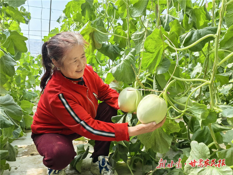 民勤蜜瓜全链贯通四季甜
