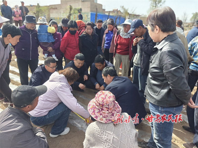 临洮县玉井镇：党建赋能特色农业稳产增收