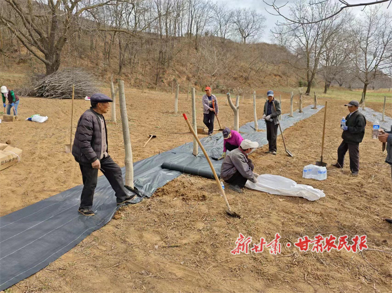 华亭： “小”核桃释放“大”能量