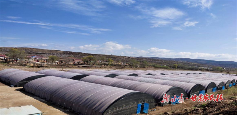 华亭：棒棒食用菌种出致富好“钱景”