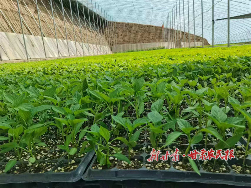 华亭：深耕“致富棚”种出“菜富路”