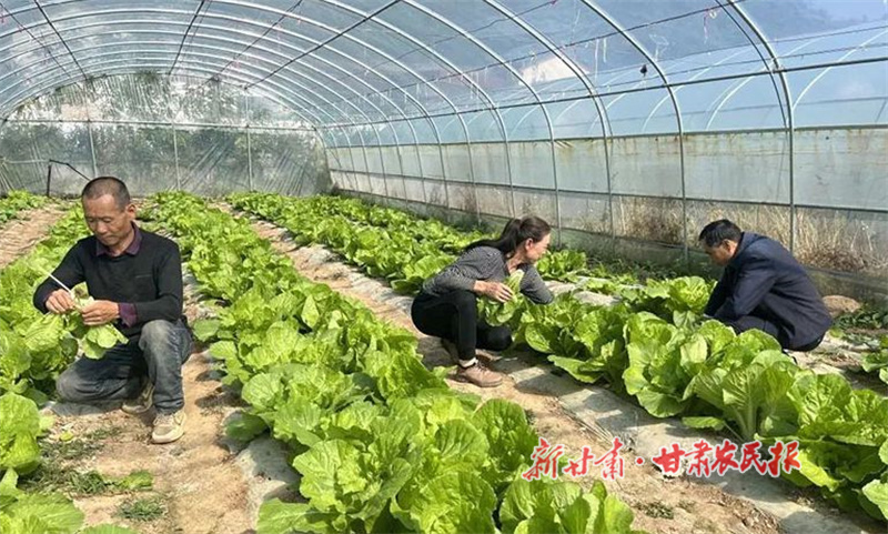 华亭：“蔬”写绿色致富路
