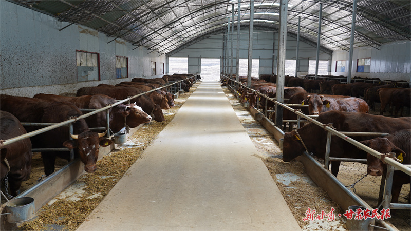 静宁：肉牛产业“牛”劲足
