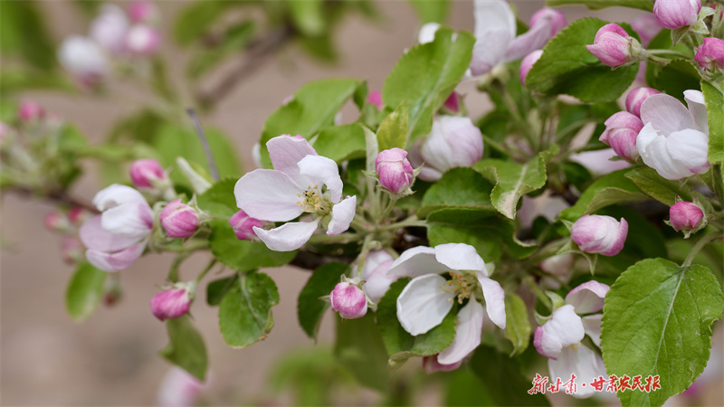 崇信：6000余亩苹果园迎来盛花期
