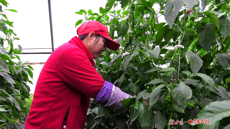&ldquo;菜篮子&rdquo;变成&ldquo;钱袋子&rdquo;&mdash;&mdash;泾川县蔬菜产业促农增收见闻