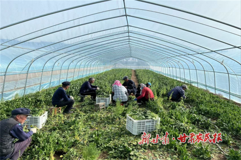 华亭：菠菜喜丰收 致富辟新路