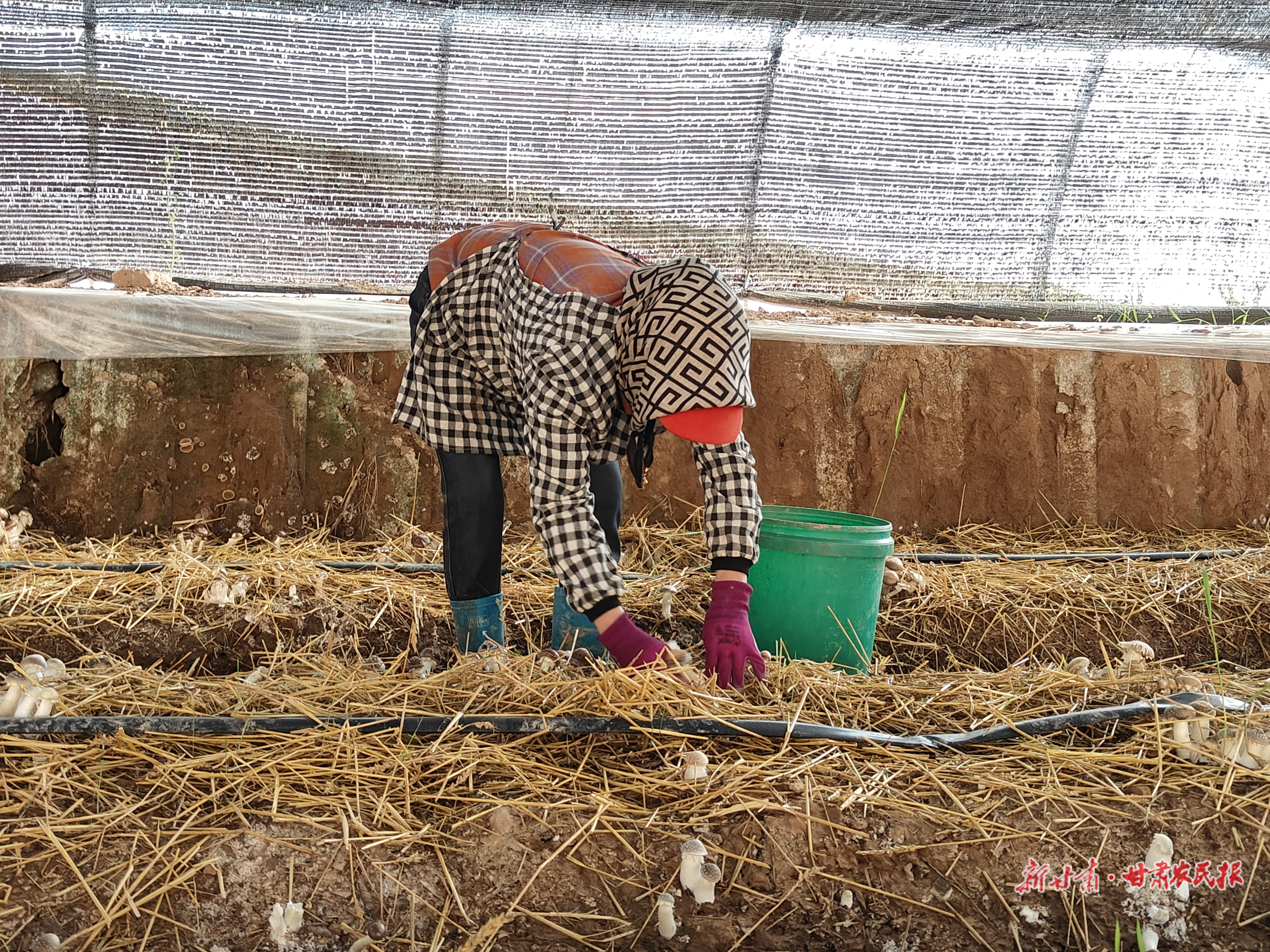 庆阳：品牌引领 助推现代农业高质量发展