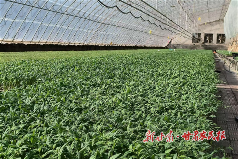 华亭：菜苗长势优 &ldquo;待嫁&rdquo;入田忙