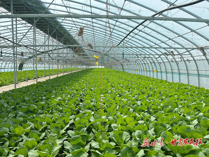 凉州区：小蔬菜成就大产业