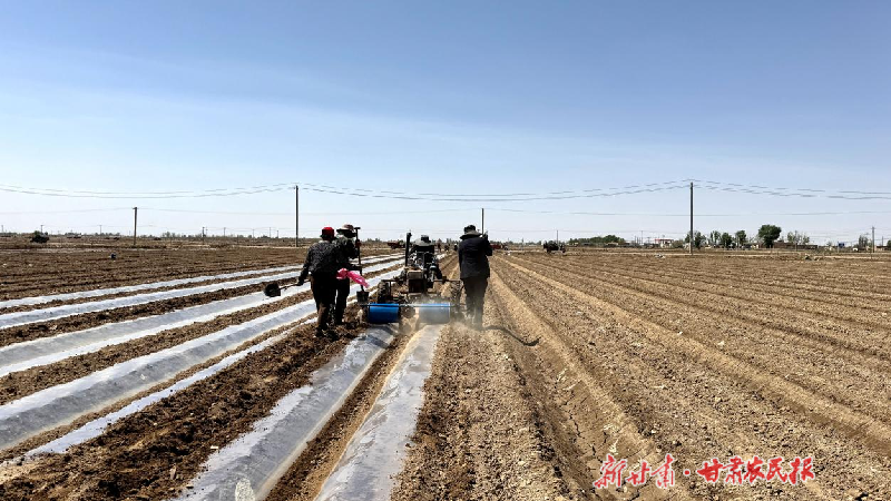 民勤：千亩蜜瓜移栽忙 绘就丰收好&ldquo;钱&rdquo;景&zwnj;