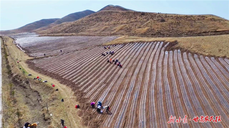 天祝：药材种植正当时 乡村振兴添新彩