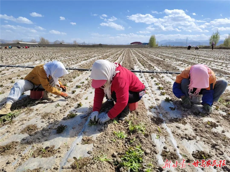 蔬菜管护忙 绘就好&ldquo;丰&rdquo;景