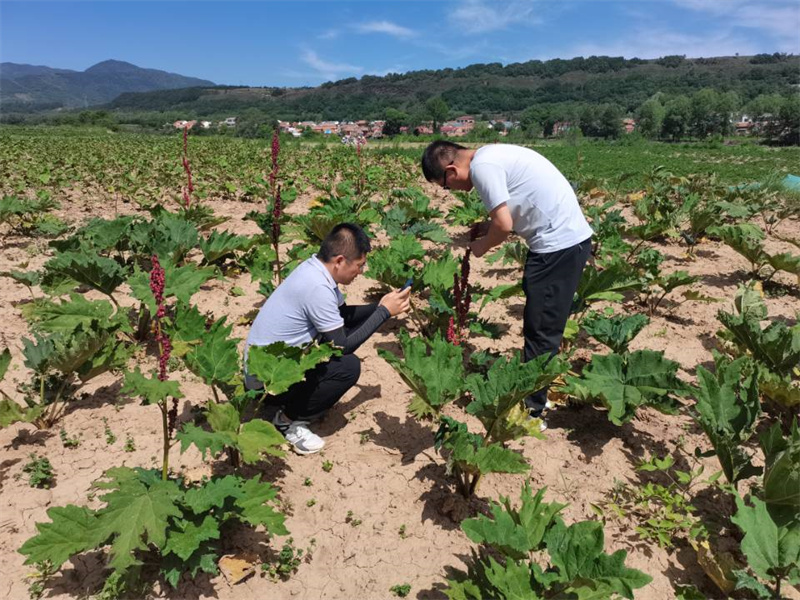 华亭：中药材产业的“链”变之路