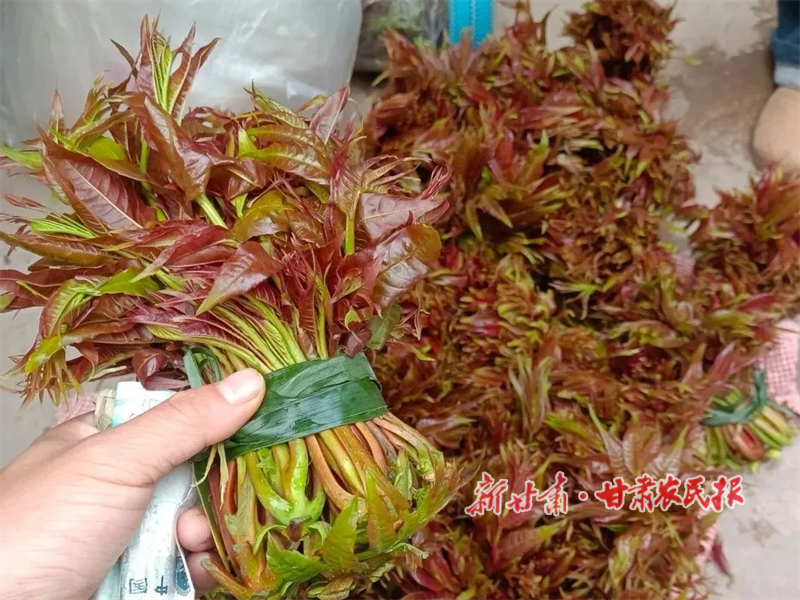 华亭：天然“小山珍”群众“致富菜”