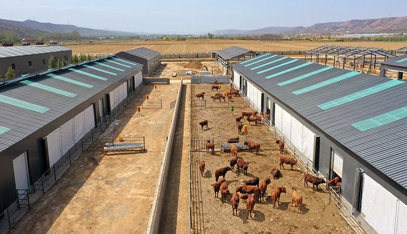 入夏养牛如何预防热应激