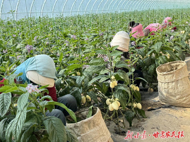 凉州：设施农业&ldquo;种&rdquo;出致富好&ldquo;钱&rdquo;景