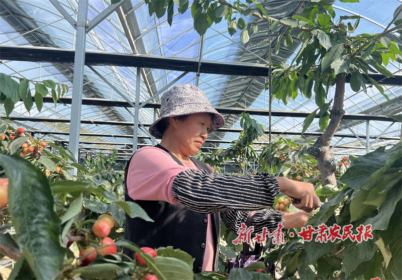 秦州区牡丹镇大棚樱桃抢 &ldquo;鲜&rdquo;上市