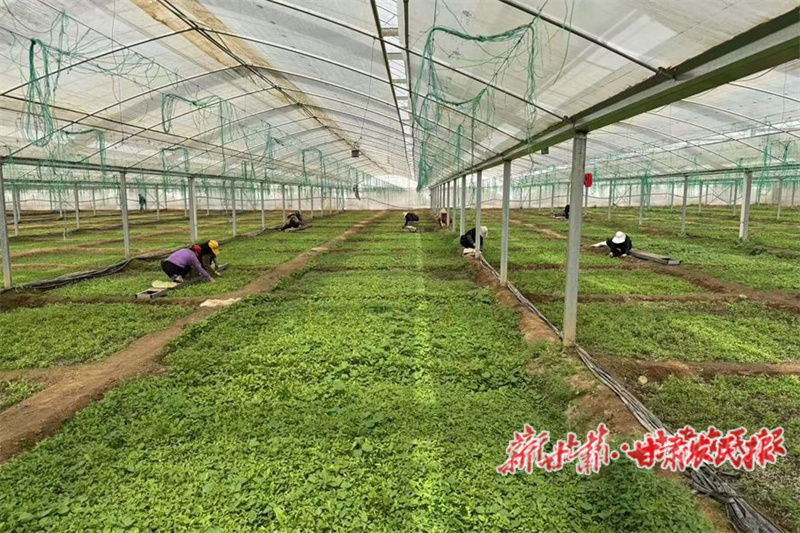 秦州区：守牢耕地红线 赋能乡村振兴