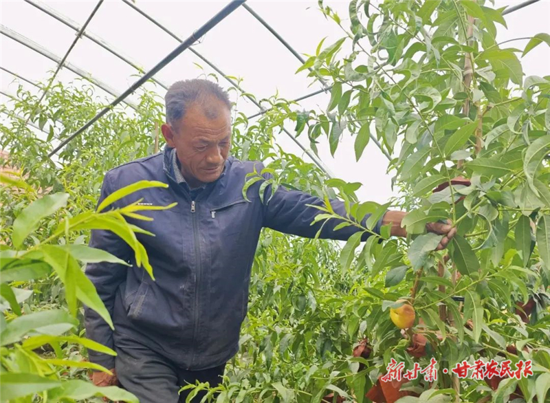 油蟠桃&ldquo;种&rdquo;出富民好日子