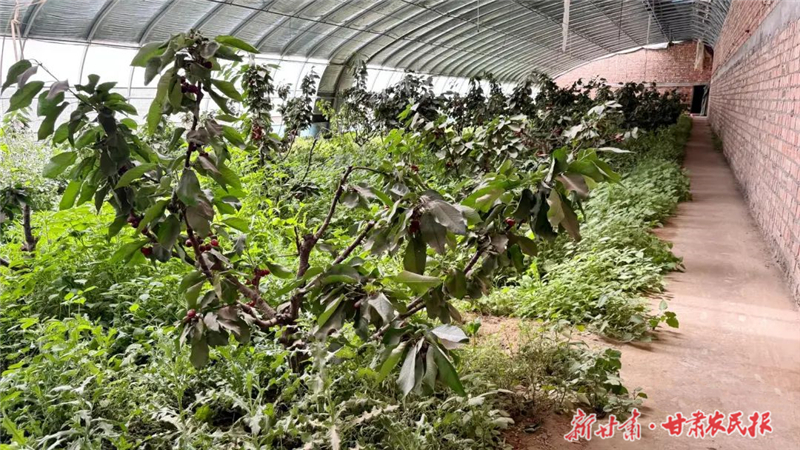 民勤：樱桃&ldquo;映红&rdquo;致富路