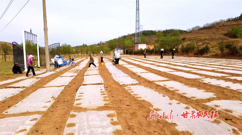 华亭：油葵种出花样致富路