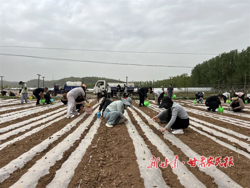 华亭：干群同心齐上阵 抗旱保苗护粮安