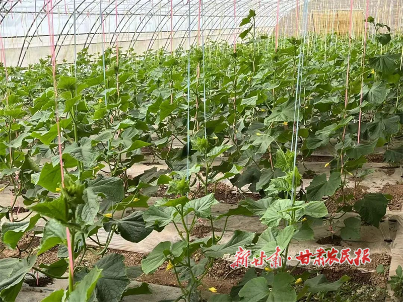 华亭：三村连片种蔬菜，联姻结盟发“菜财”