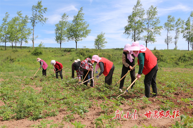 华亭：致富路上“药”飘香，夏季田间管护忙