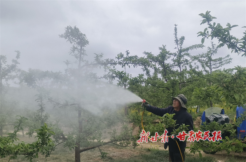秦州区华岐镇：疏果提质促增收 万亩苹果产业兴