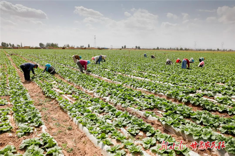 【图片新闻】古浪：夏日田园新画卷