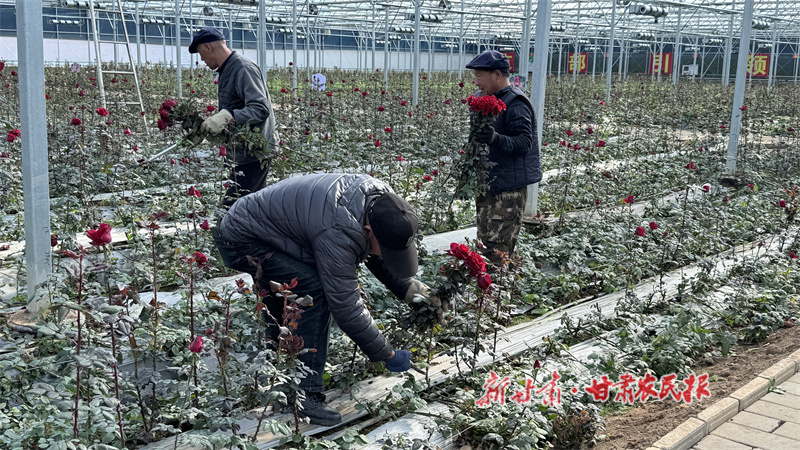 秦州区：从黄土地到“智慧花田”绽放的乡村浪漫