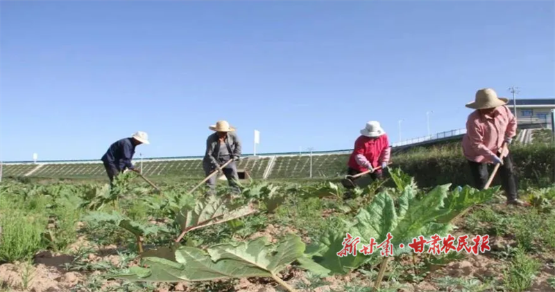 华亭：关山脚下药草香——华亭市深入推进中药材产业发展纪实