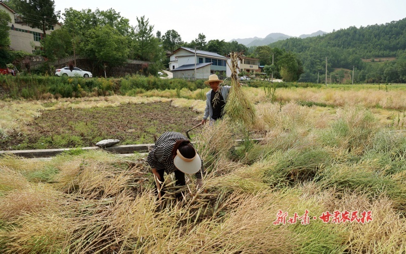 康县：冬播油菜籽开镰收割