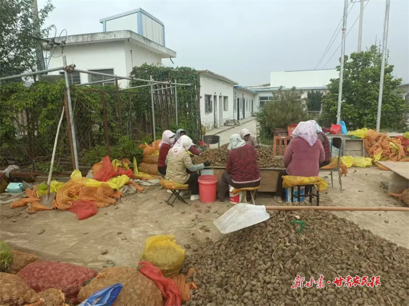 崆峒区：千亩洋姜为高原夏菜添新动能