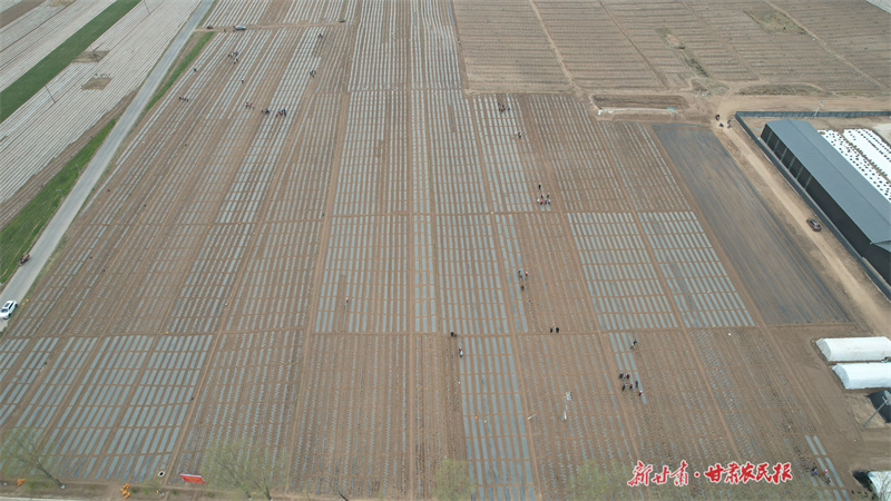 静宁：抗旱保苗助增收