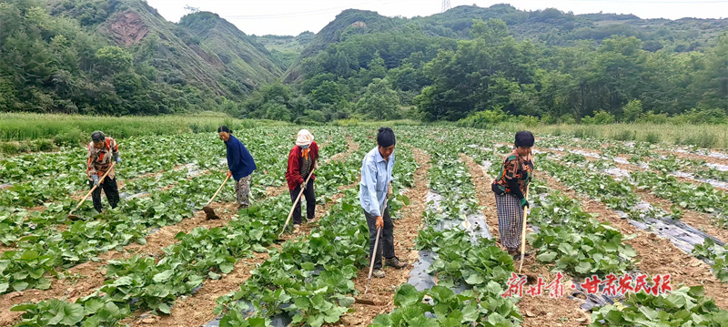 ​天水：中药材产业&ldquo;破土&rdquo;兴农
